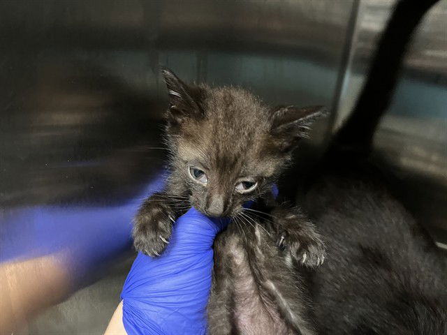 adoptable Cat in Tavares, FL named PINK