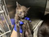 adoptable Cat in Tavares, FL named ACORN