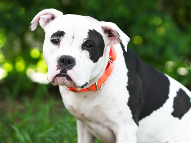 adoptable Dog in Tavares, FL named TRUMAN