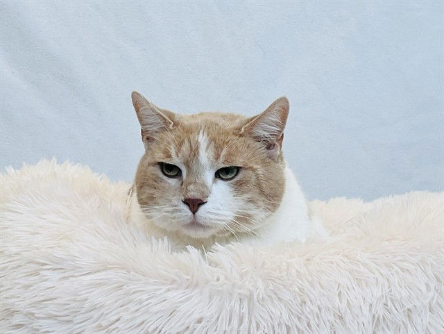 adoptable Cat in Tavares, FL named RENI