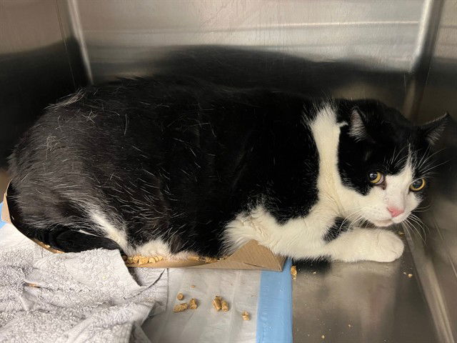 adoptable Cat in Tavares, FL named CLAUSE