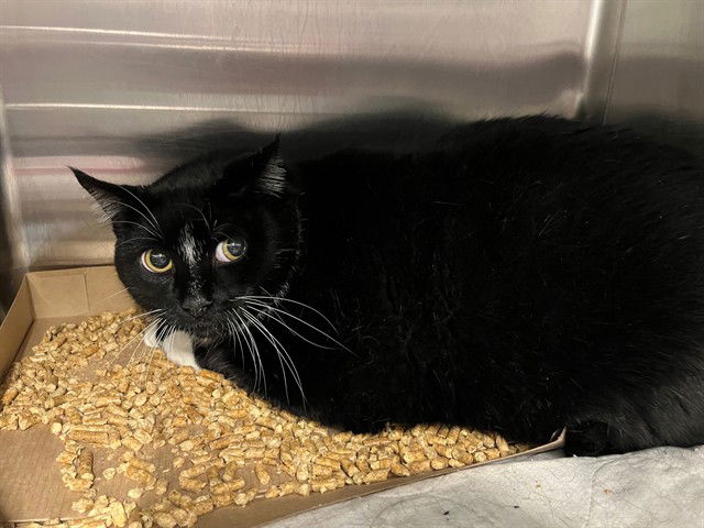 adoptable Cat in Tavares, FL named TAZ