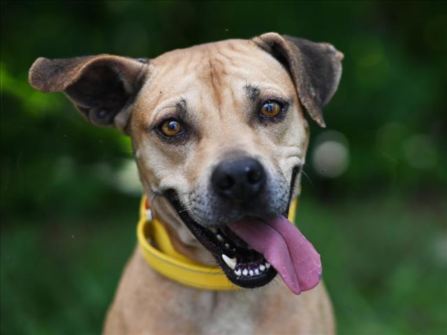 adoptable Dog in Tavares, FL named MIAMI