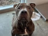 adoptable Dog in  named AARON