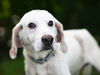 adoptable Dog in tavares, FL named BURR