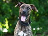 adoptable Dog in  named ELIZA