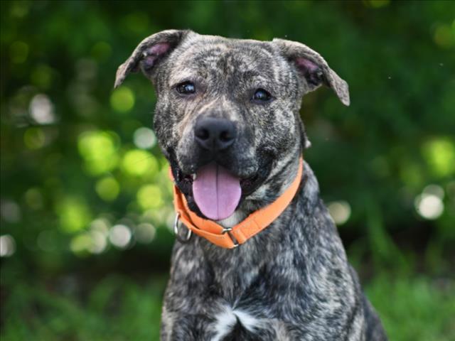 adoptable Dog in Tavares, FL named GEORGE