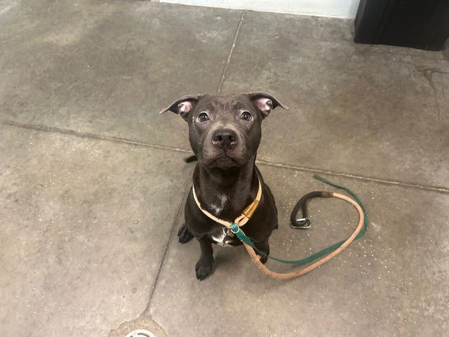 adoptable Dog in Tavares, FL named PEGGY