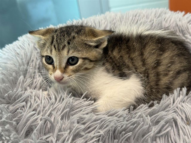 adoptable Cat in Tavares, FL named REAGAN