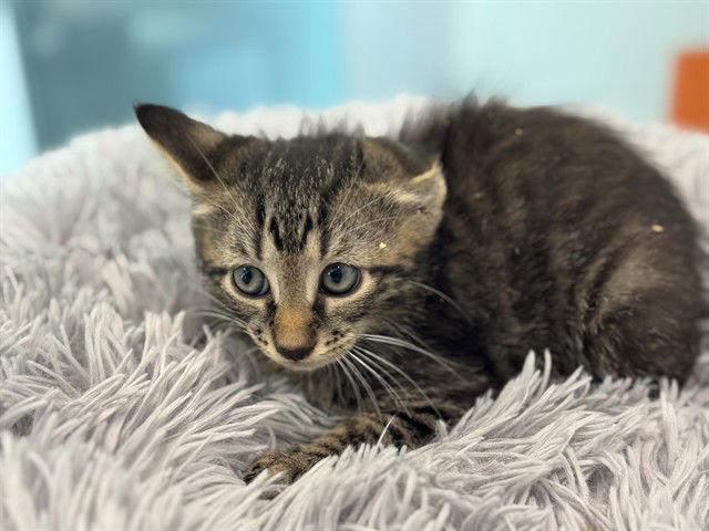 adoptable Cat in Tavares, FL named GRANT