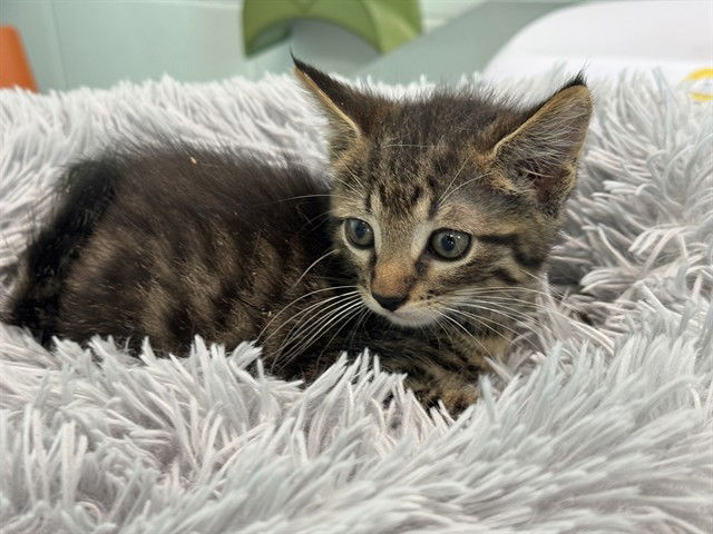 adoptable Cat in Tavares, FL named POLK