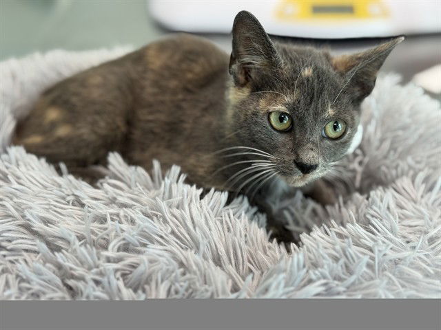 adoptable Cat in Tavares, FL named MERCY