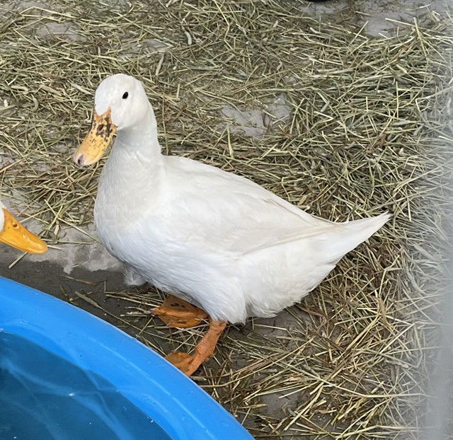 adoptable Duck in Tavares, FL named A074901
