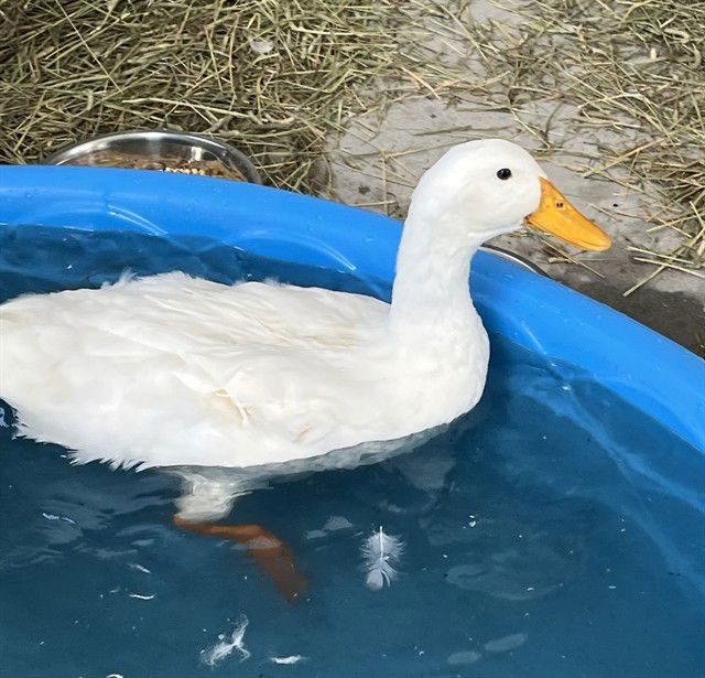 adoptable Duck in Tavares, FL named DONALD