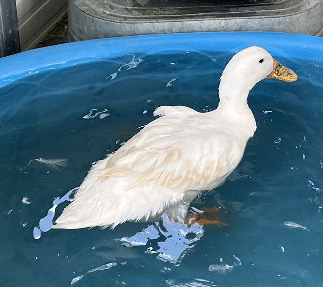 adoptable Duck in Tavares, FL named DAISY