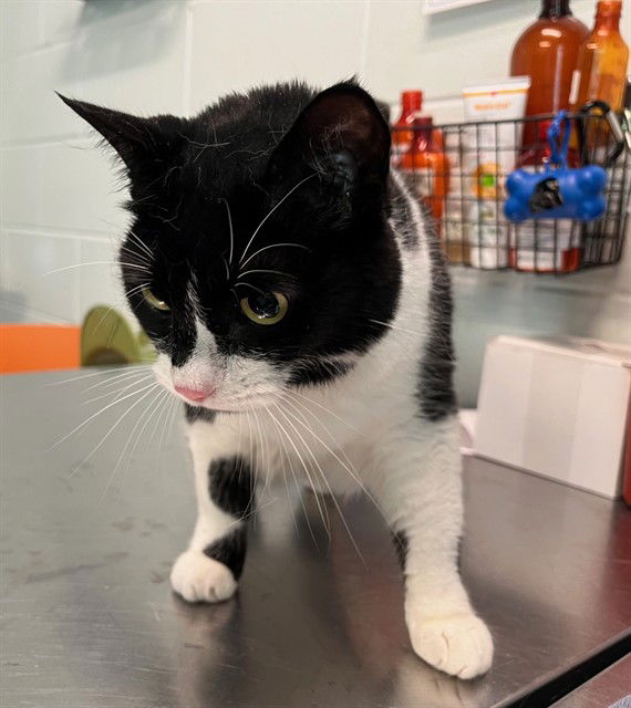 adoptable Cat in Tavares, FL named OREO