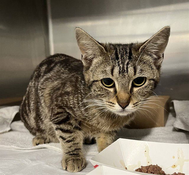adoptable Cat in Tavares, FL named LINDY