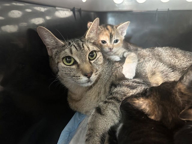 adoptable Cat in Tavares, FL named LEAH