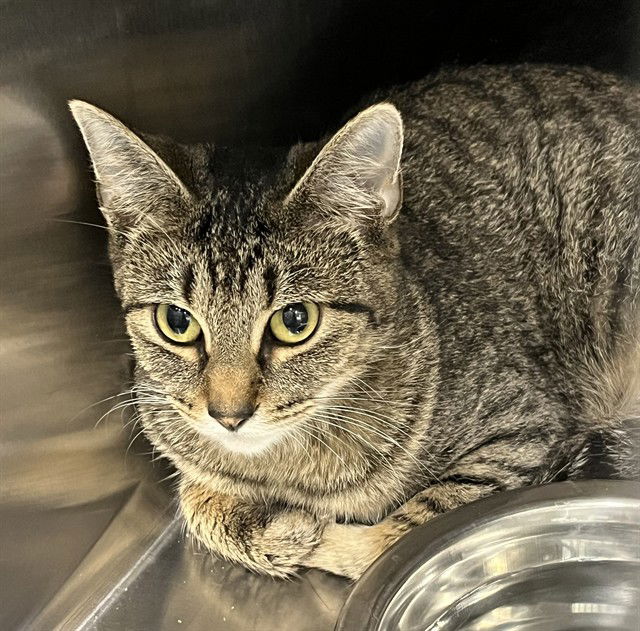 adoptable Cat in Tavares, FL named PEARLY