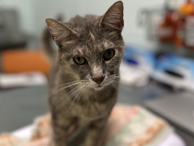 adoptable Cat in Tavares, FL named INDY