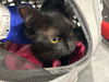adoptable Cat in  named MARY