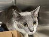 adoptable Cat in tavares, FL named CAMRY