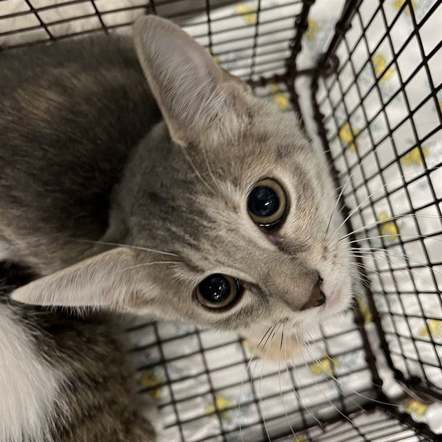 adoptable Cat in Tavares, FL named TYLER