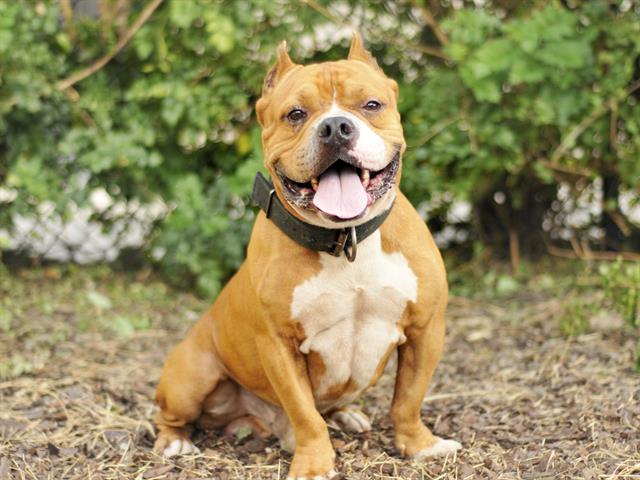 adoptable Dog in Tavares, FL named LOUIE