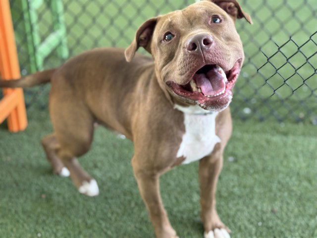 adoptable Dog in Tavares, FL named HADDOCK