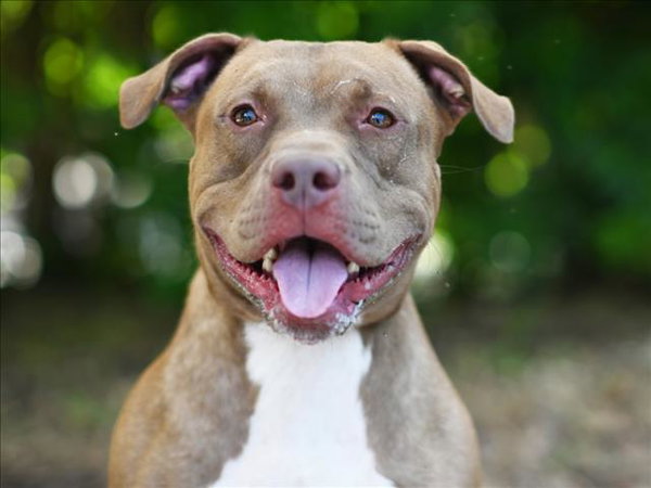 HADDOCK
