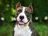 adoptable Dog in  named NEIL