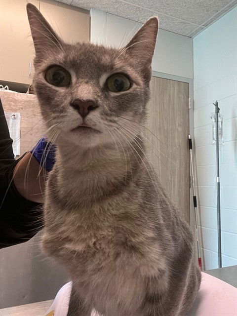 adoptable Cat in Tavares, FL named BABY BOOM