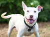 adoptable Dog in tavares, FL named BRONX