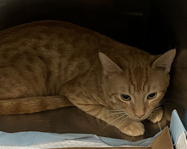 adoptable Cat in Tavares, FL named CRICKET