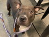 adoptable Dog in  named DWIGHT