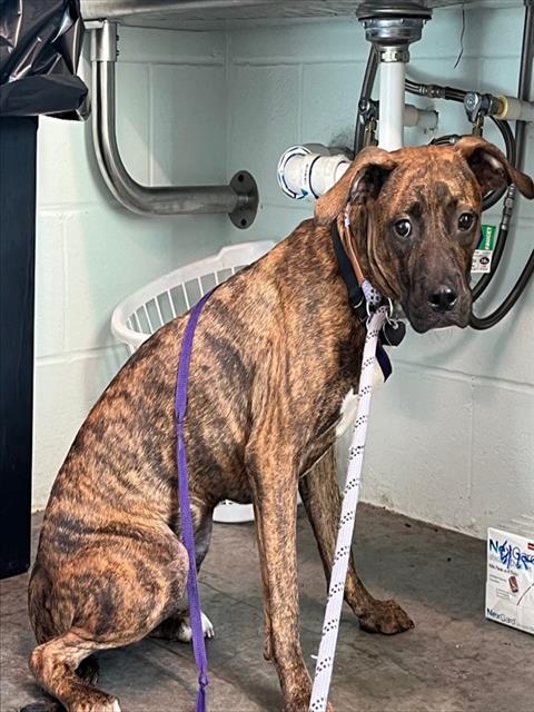 adoptable Dog in Tavares, FL named HILARY