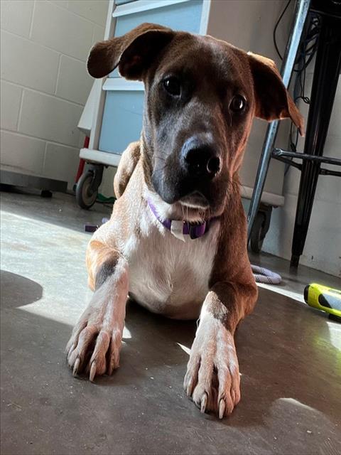 adoptable Dog in Tavares, FL named ADAM