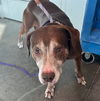 adoptable Dog in  named GERALD