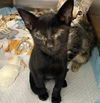 adoptable Cat in Tavares, FL named PINE