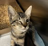 adoptable Cat in Tavares, FL named OAK