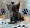 adoptable Cat in , FL named KITTEN 2