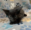 adoptable Cat in , FL named KITTEN 3