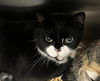 adoptable Cat in , FL named WOODY