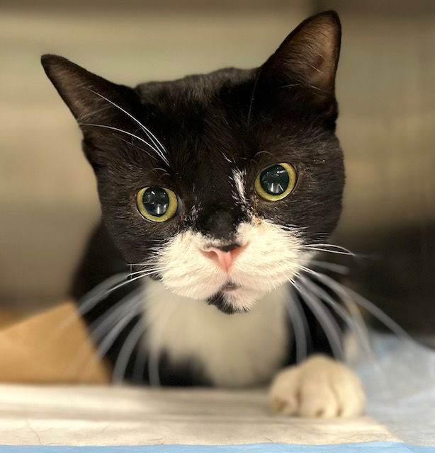adoptable Cat in Tavares, FL named WOODY