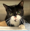 adoptable Cat in tavares, FL named WOODY