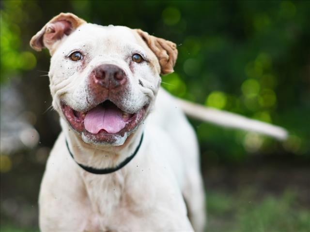 adoptable Dog in Tavares, FL named AZURE