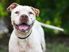 adoptable Dog in  named AZURE