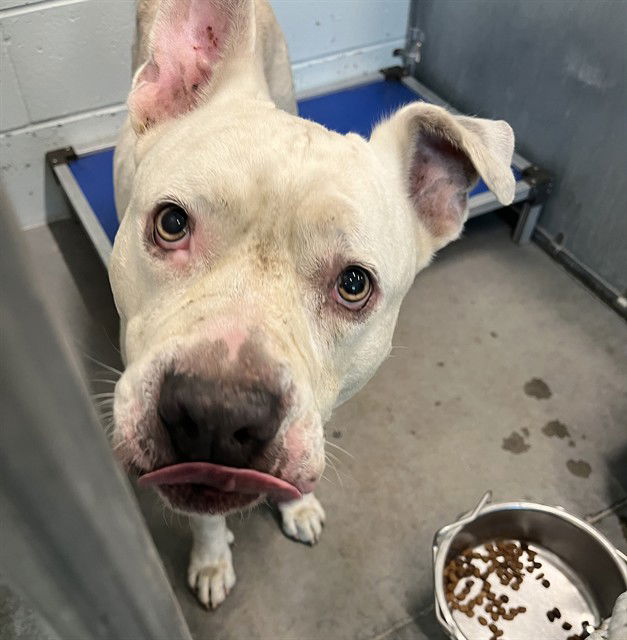 adoptable Dog in Tavares, FL named HAYES