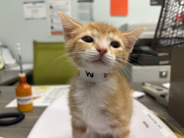 adoptable Cat in Tavares, FL named VANILLA