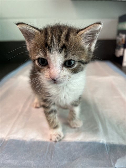 adoptable Cat in Tavares, FL named BLUEY
